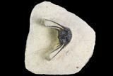 Kettneraspis Trilobite (Long Occipital Horn) - Lghaft, Morocco #110729-1